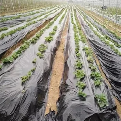 Proses Pengilangan Filem Mulsa